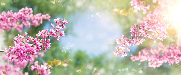 Albero di primavera con fiori rosa. Bordo primaverile o arte di sfondo con fiore rosa.