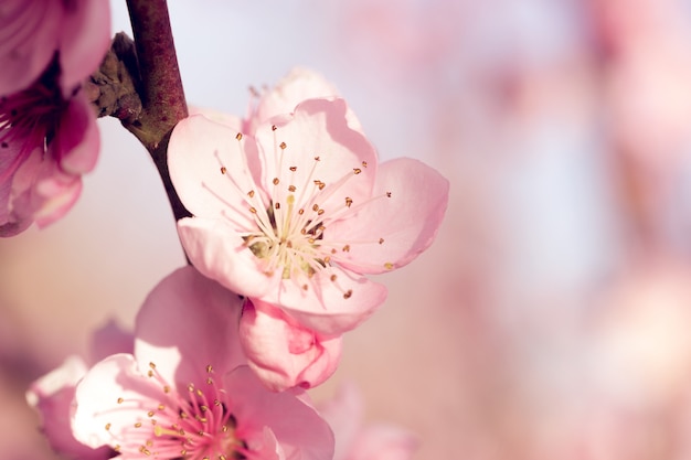 Albero di primavera con fiori rosa