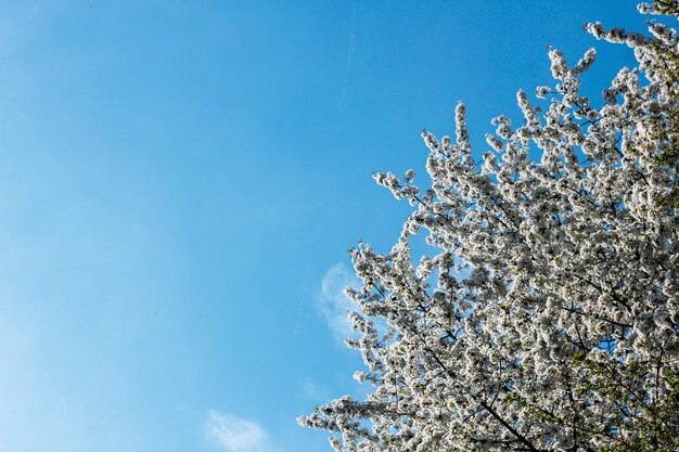 albero di primavera fiori di ciliegio fiori su sfondo bokeh dolce primavera