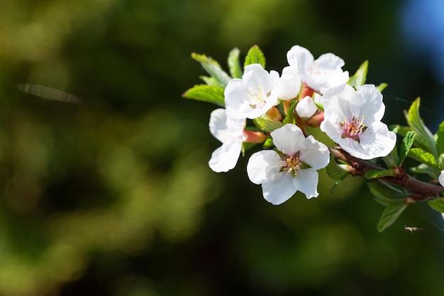 Albero di primavera in fiore di ciliegio