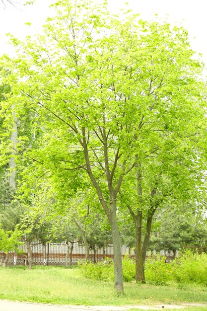 Albero di primavera nel parco all'aperto