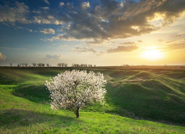 Albero di primavera nel prato di montagna. Composizione della natura.