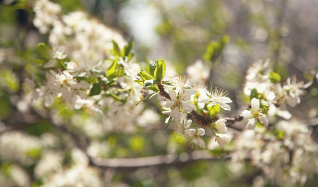 Albero di prugne primaverili in fiore in giardino.