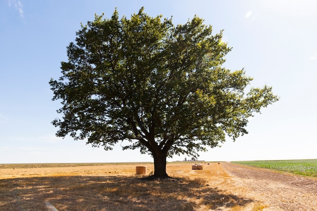 Albero di quercia alto in natura