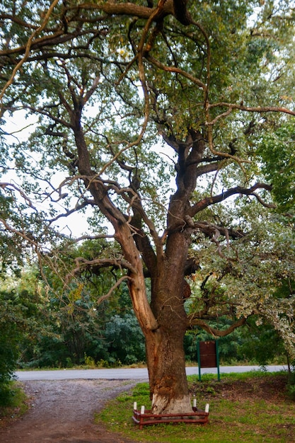 Albero di quercia verde alto nel parco