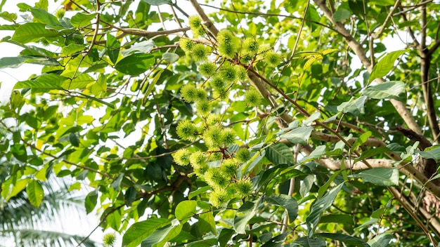 Albero di Rambutan in un frutteto.