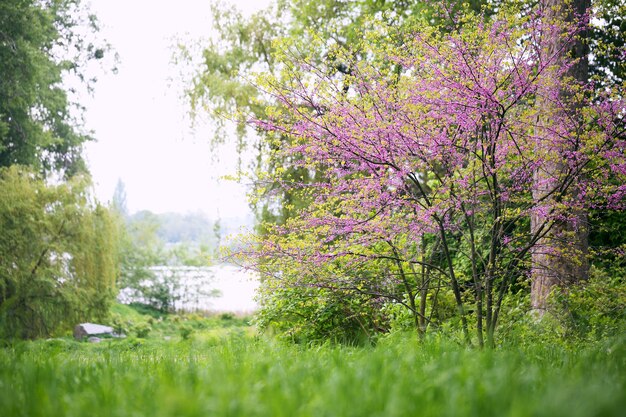 Albero di Redbud. Fioritura primaverile con piccoli fiori lilla