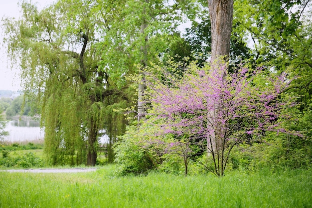 Albero di Redbud. Fioritura primaverile con piccoli fiori lilla