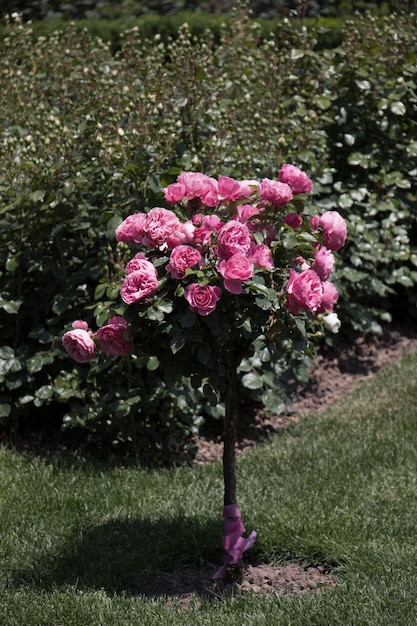 Albero di rose con rose rosa in un giardino
