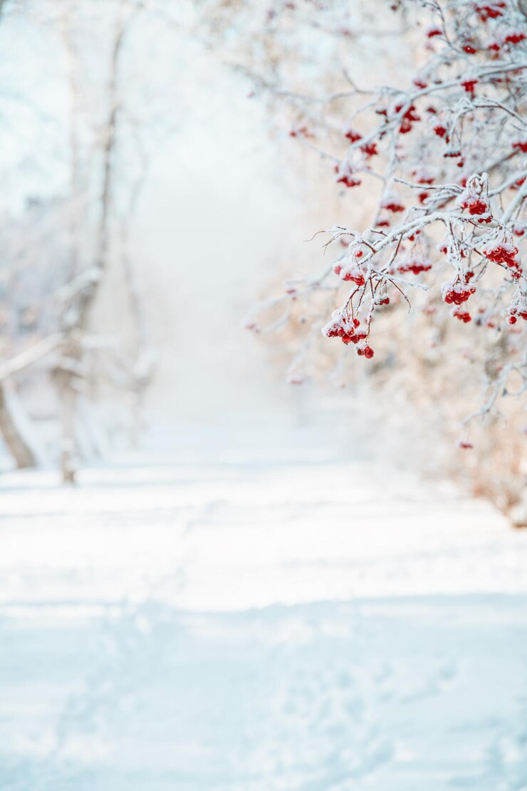 Foto albero di rowan nella priorità bassa naturale di inverno della neve
