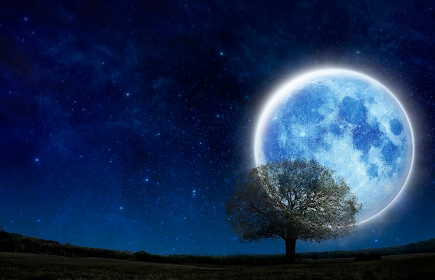 Albero di sagoma sul campo di erba verde con una grande luna blu sullo spettacolo di picche gratuito Vivi da solo, Halloween, salva il concetto di natura. Luna piena eccellente con l'albero da solo della siluetta in cielo notturno con lo spazio della copia del testo.