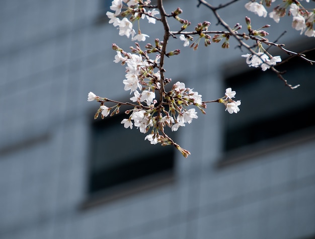 Albero di sakura del fiore di ciliegia bianca con il fondo dell&#39;ufficio della sfuocatura