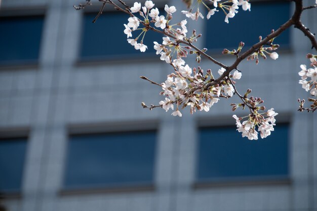 Albero di sakura del fiore di ciliegia bianca con il fondo dell&#39;ufficio della sfuocatura