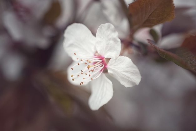 Albero di Sakura durante la stagione primaverile Fioritura dei fiori di ciliegio