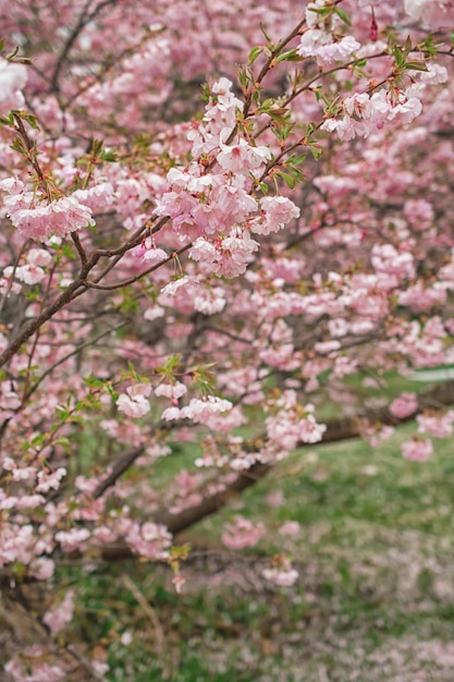 Albero di Sakura durante la stagione primaverile Fioritura dei fiori di ciliegio