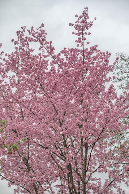 Albero di Sakura durante la stagione primaverile Fioritura dei fiori di ciliegio