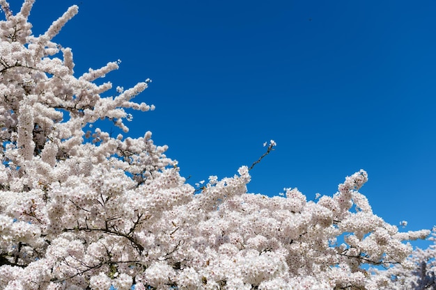 Albero di sakura in fiore bianco sul cielo blu soleggiato in primavera sullo sfondo dello spazio della copia