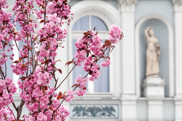 Albero di sakura in fiore con statua sfocata e edificio dall'architettura classica sullo sfondo Primavera in città