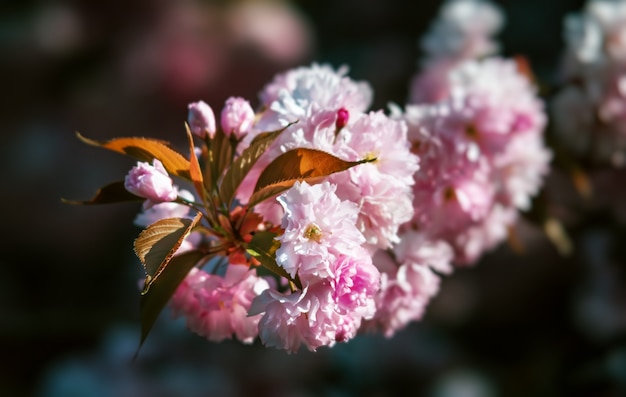 Albero di sakura in fiore e sfondo della natura. Close-up di fiori di ciliegio sakura nella stagione primaverile.
