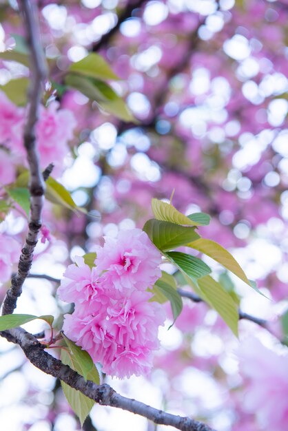 Albero di Sakura in Giappone. Fiore di ciliegio in fiore nel giardino in primavera.