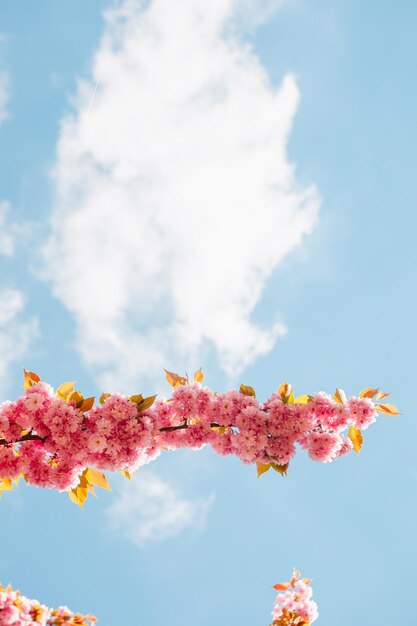 Albero di sakura rosa in fiore