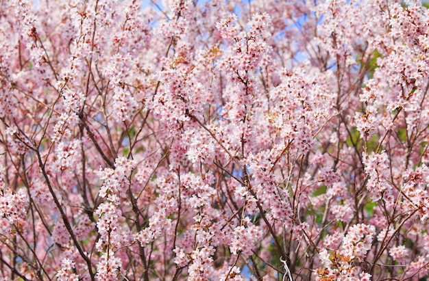 Albero di Sakura