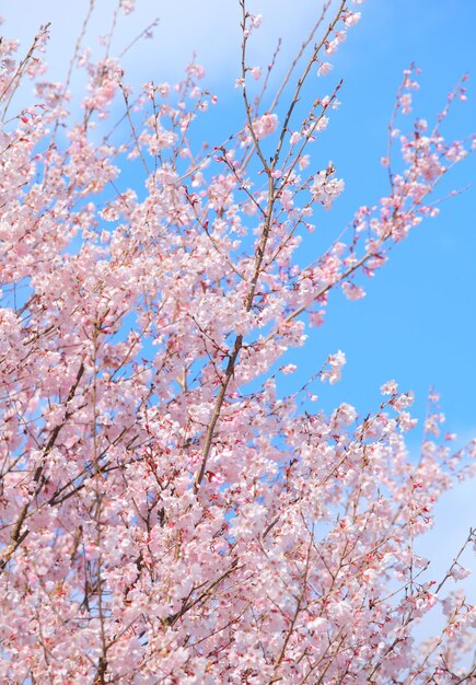 Albero di Sakura