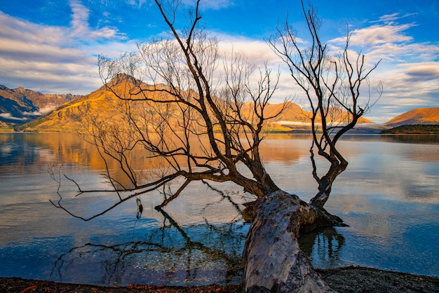 Albero di salice caduto che si trova sul bordo del lago Wakatipu nella luce del primo mattino