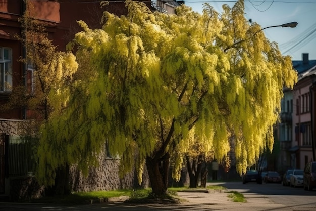 Albero di salice in fiore nel cortile della città IA generativa