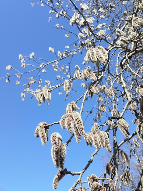 Albero di salice in fiore