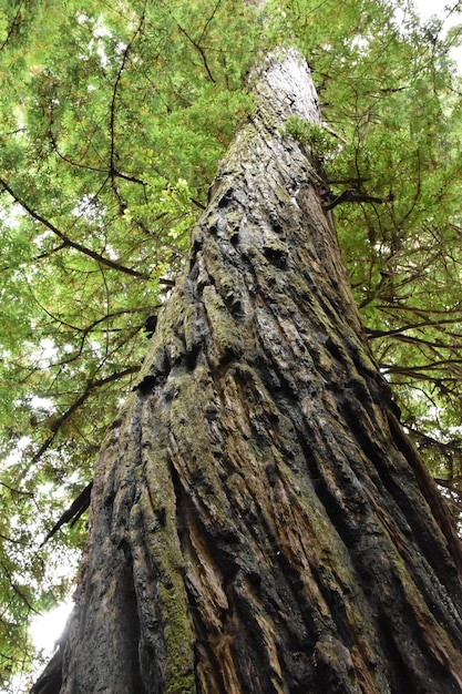 Albero di sequoia contorto