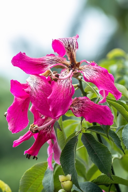 Albero di seta del filo di seta (speciosa della ceiba) in giardino.