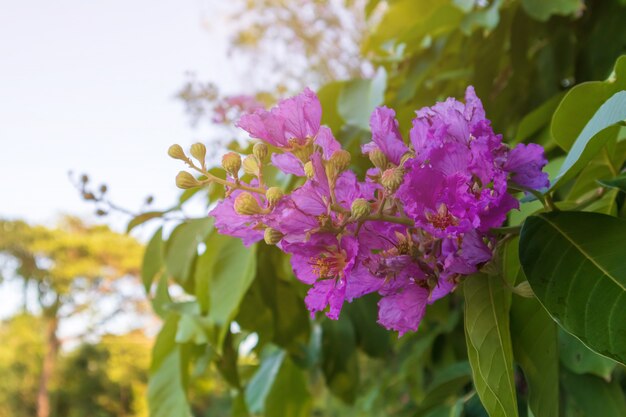 Albero di Tabaek, fiori viola