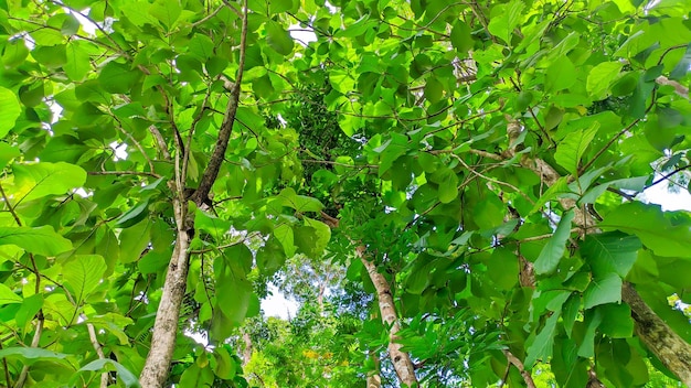 Albero di teak o Tectona grandis con foglie verdi fresche che cresce nelle foreste indonesiane