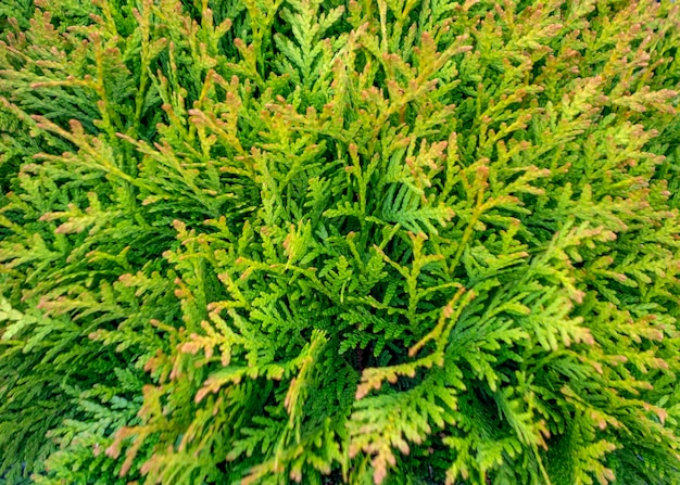 Albero di thuja in primo piano