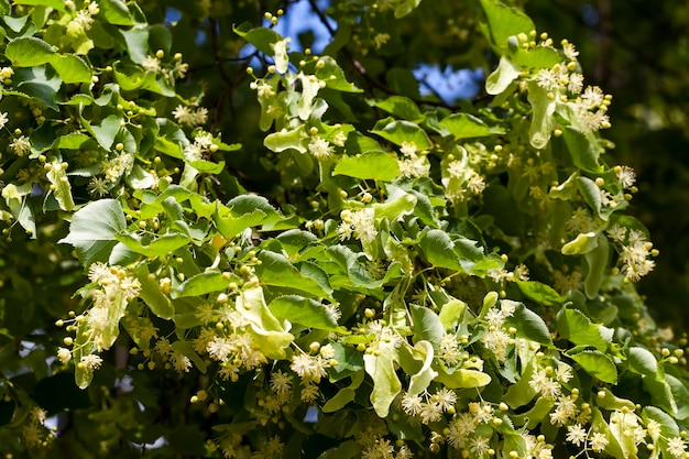 albero di tiglio