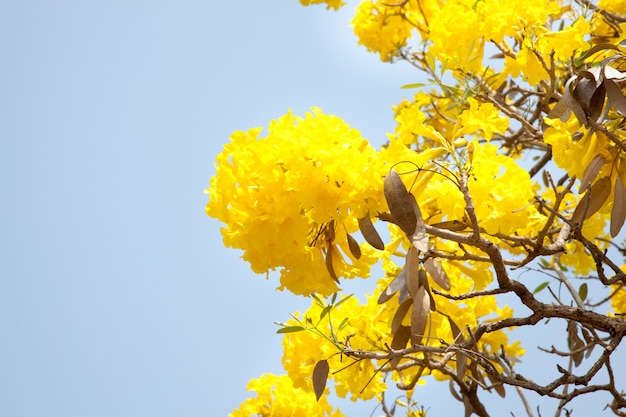 Albero di tromba argento paraguaiano