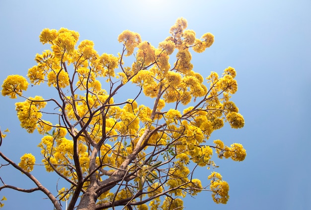 Albero di tromba d&#39;argento, albero d&#39;oro, albero di tromba d&#39;argento paraguaiano