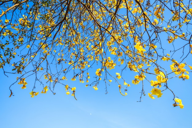 Albero di tromba dorata al parco dentro sulla priorità bassa del cielo blu.