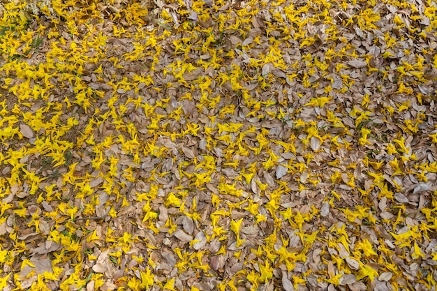 Albero di tromba dorata o albero di ipe giallo Handroanthus chrysotrichus