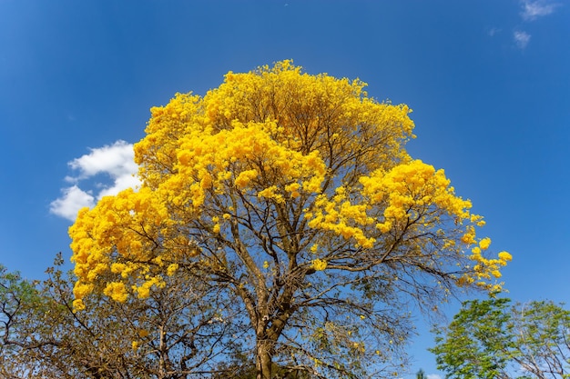 Albero di tromba dorata o albero di ipe giallo Handroanthus chrysotrichus