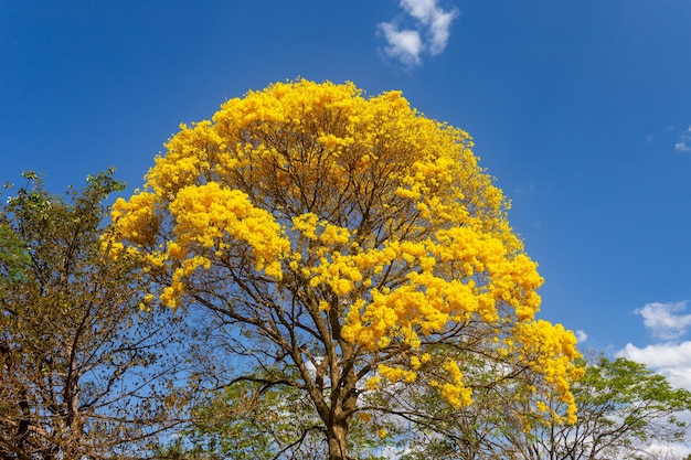 Albero di tromba dorata o albero di ipe giallo Handroanthus chrysotrichus