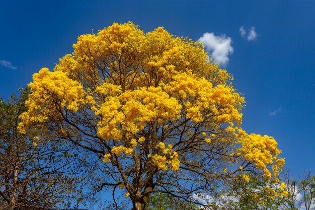 Albero di tromba dorata o albero di ipe giallo Handroanthus chrysotrichus