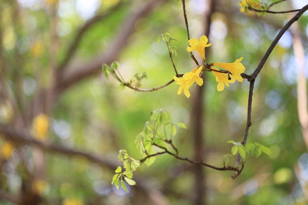 Albero di tromba gialla in fiore nel giardino tropicale.