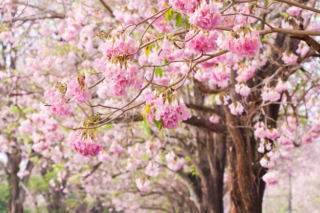 Albero di tromba rosa (Bertol), fiore rosa dolce che fiorisce nel giardino