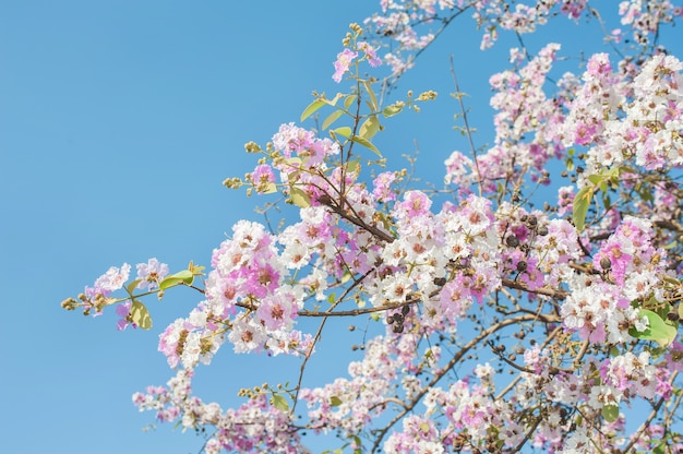 Albero di tromba rosa