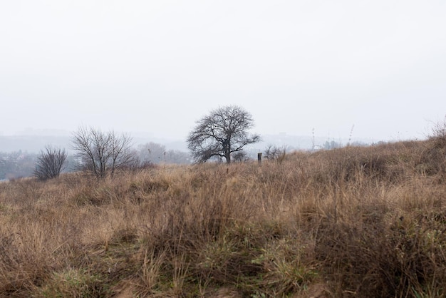 Albero e campo di paesaggio autunnale con spighe di grano e skyxA