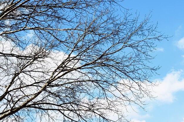 Albero e cielo blu all'inizio della primavera o in autunno sullo sfondo della natura