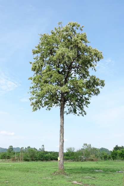 albero e cielo blu sullo sfondo