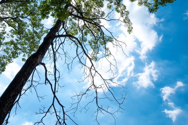 Albero e cielo blu verdi con luce solare nella stagione estiva.